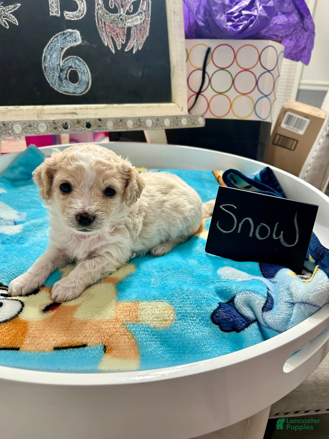 Yorkiepoo dogs for sale: Snowball - Image 1