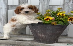 Cavapoo dogs for sale: Cassidy - Image 6