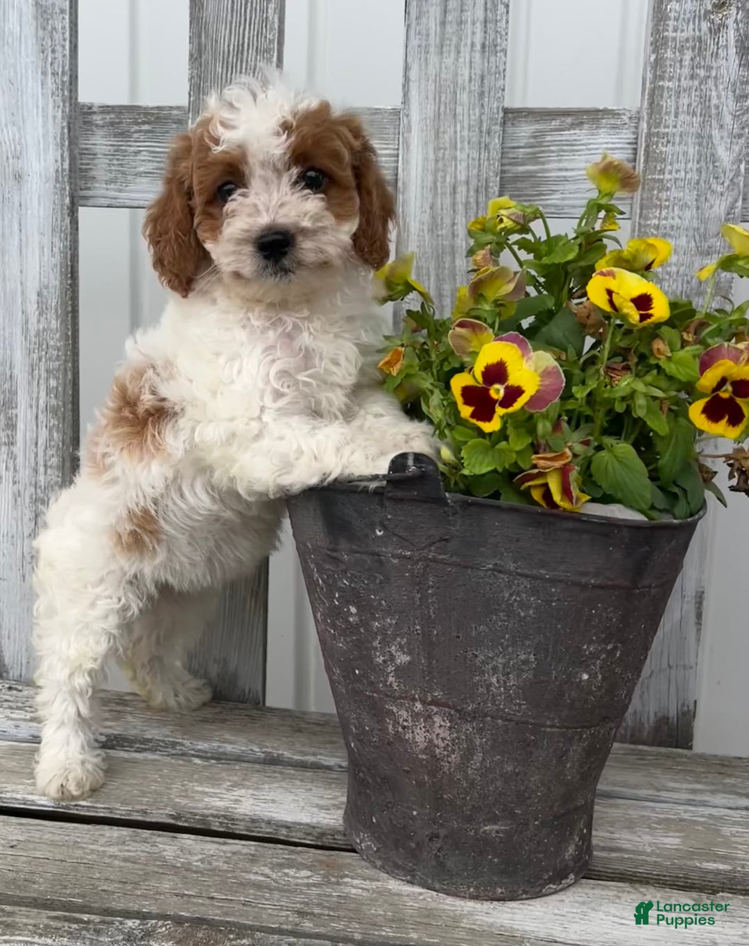Cavapoo dogs for sale: Cassidy - Image 6