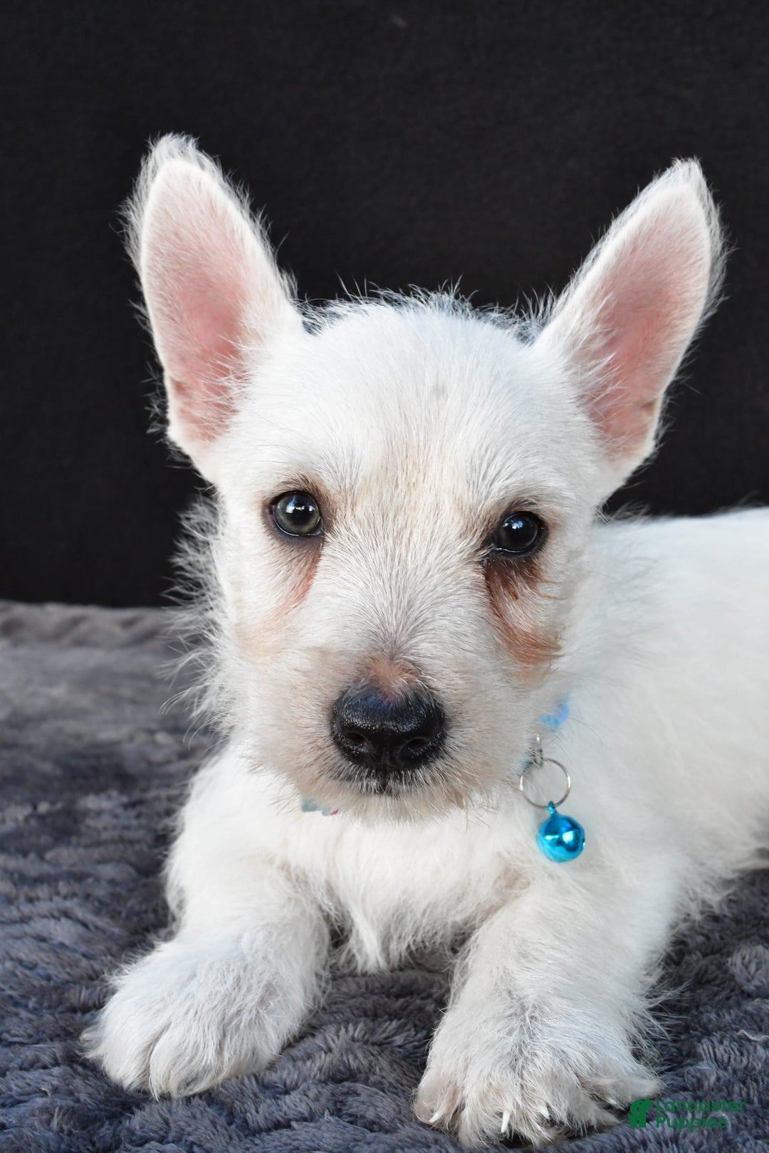 West Highland Terrier dogs for sale: Norris - Image 2