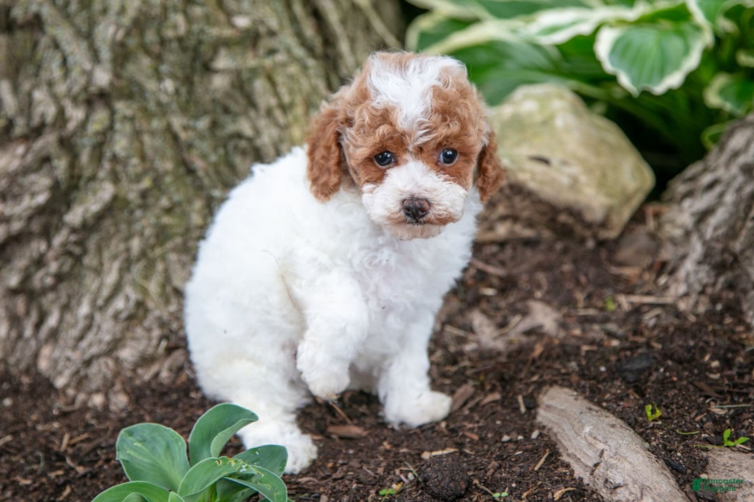 Toy Poodle dogs for sale: Tipsy - Image 4