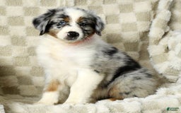Miniature Australian Shepherd dogs for sale: Jewel - Image 3