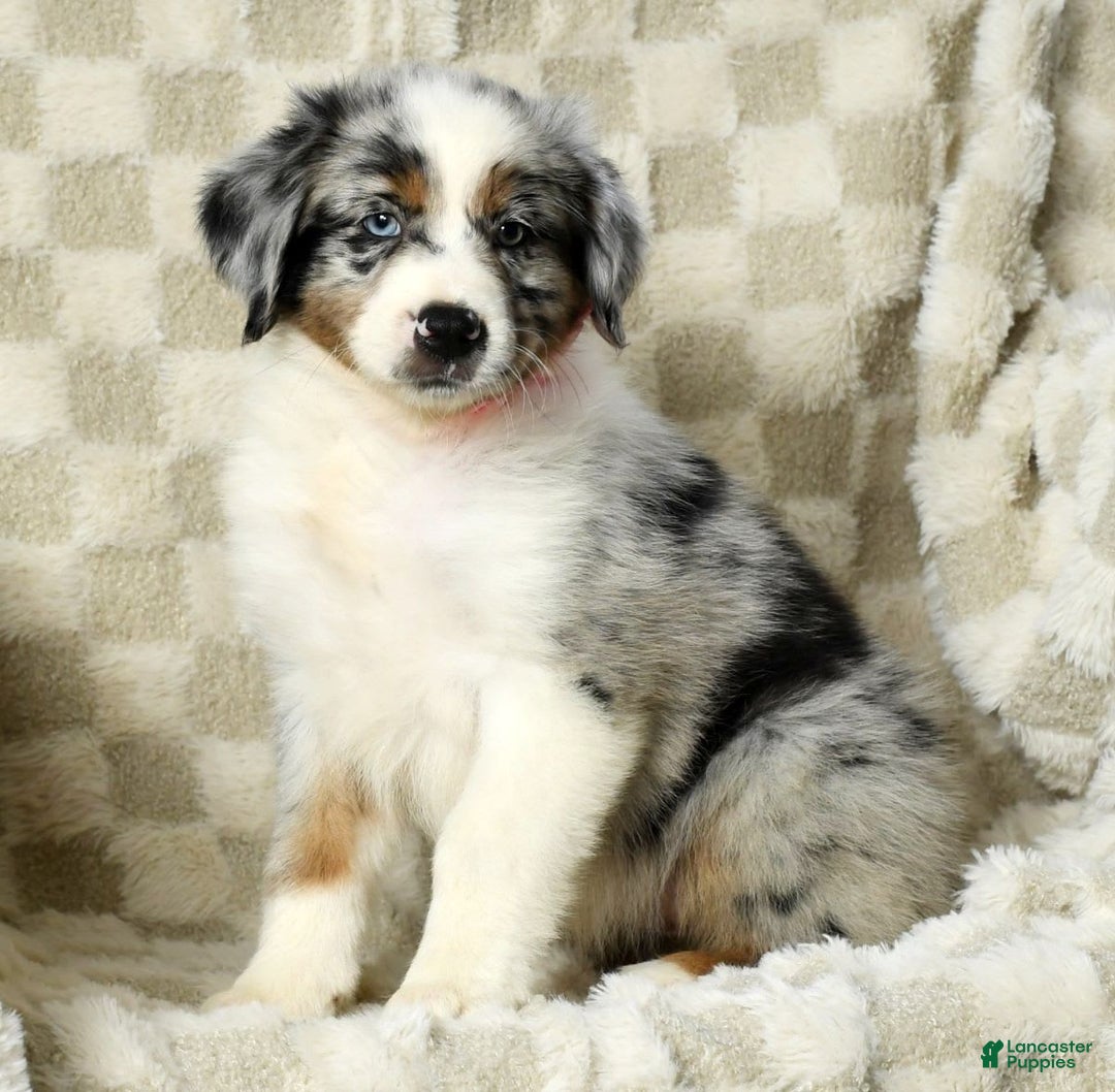 Miniature Australian Shepherd dogs for sale: Jewel - Image 3