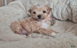 Maltipoo dogs for sale: Maya - Image 4