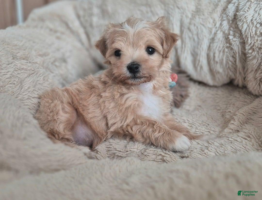 Maltipoo dogs for sale: Maya - Image 4