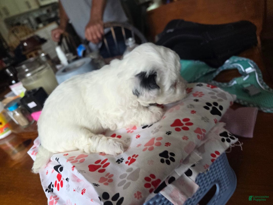 Toy Poodle dogs for sale: Paisley 2nd Girl - Image 7