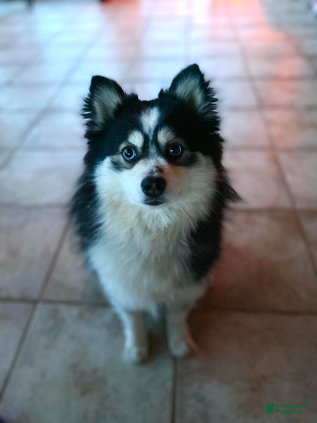 Pomsky dogs for sale: Chai - Image 23