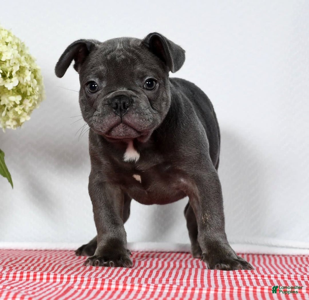French Bulldog dogs for sale: Jay - Image 1