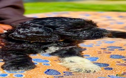 Portuguese Water Dog dogs for sale: Portuguese Water Dog 6 puppies - Image 5
