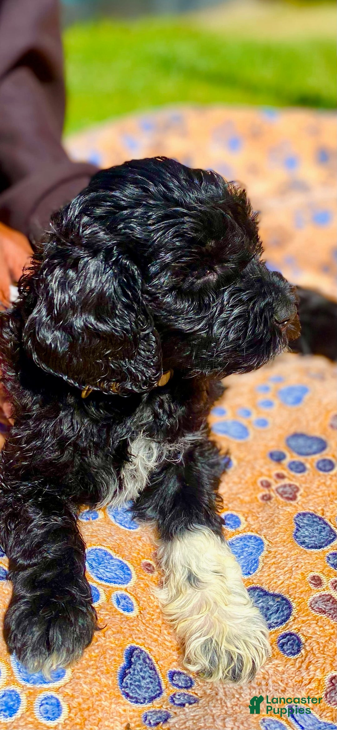 Portuguese Water Dog dogs for sale: Portuguese Water Dog 6 puppies - Image 5