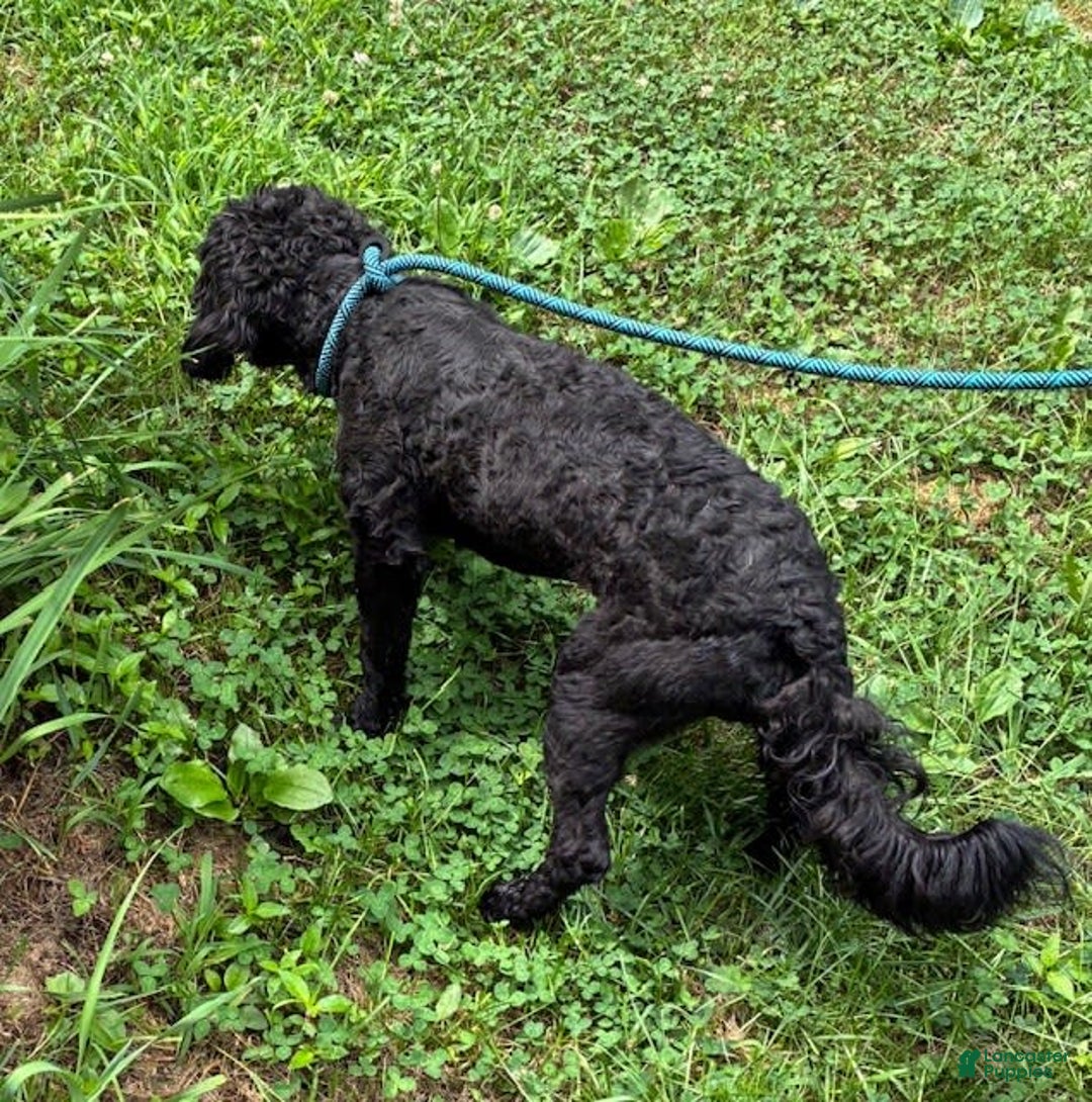 Goldendoodle dogs for sale: Tyson - Image 3
