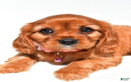 Cavalier King Charles Spaniel dogs for sale: Peggy - Image 3