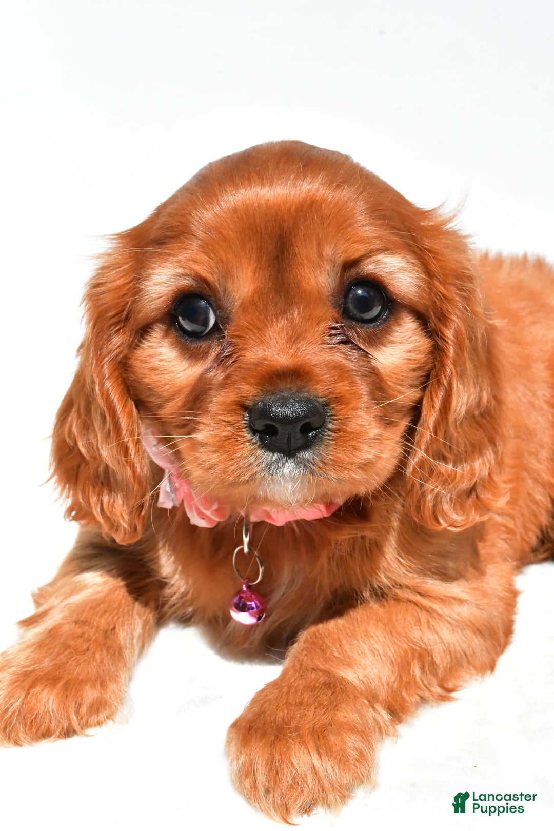 Cavalier King Charles Spaniel dogs for sale: Peggy - Image 3