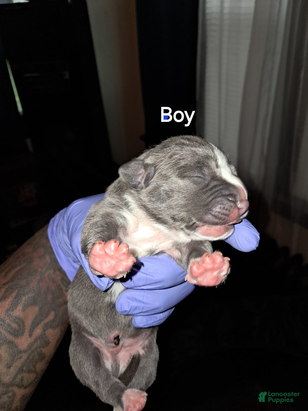 American Staffordshire Terrier dogs for sale: Sicario - Image 1