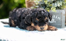 Mini Bernedoodle dogs for sale: Kip - Image 3