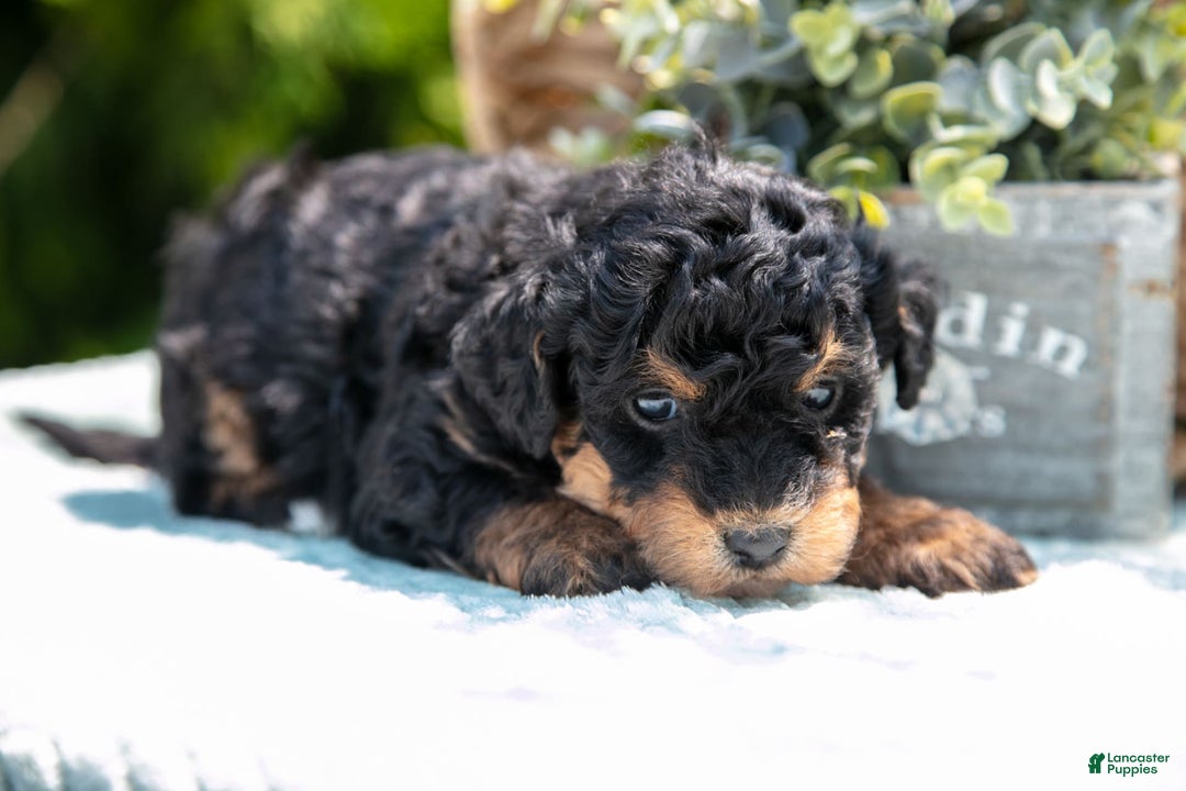 Mini Bernedoodle dogs for sale: Kip - Image 3