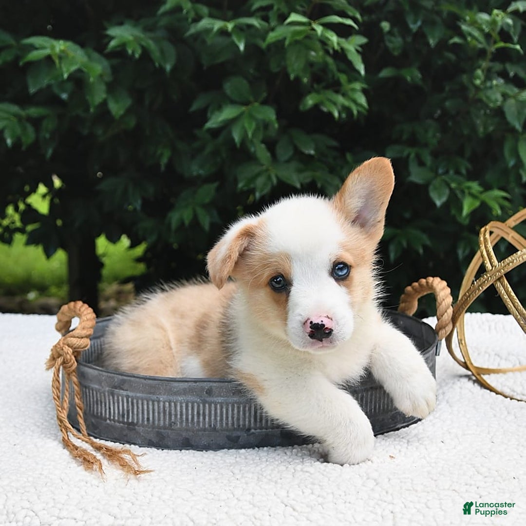 Welsh Corgi Pembroke dogs for sale: Thorne - Image 5
