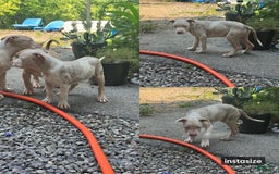 American Bully dogs for sale: Sophie - Image 1