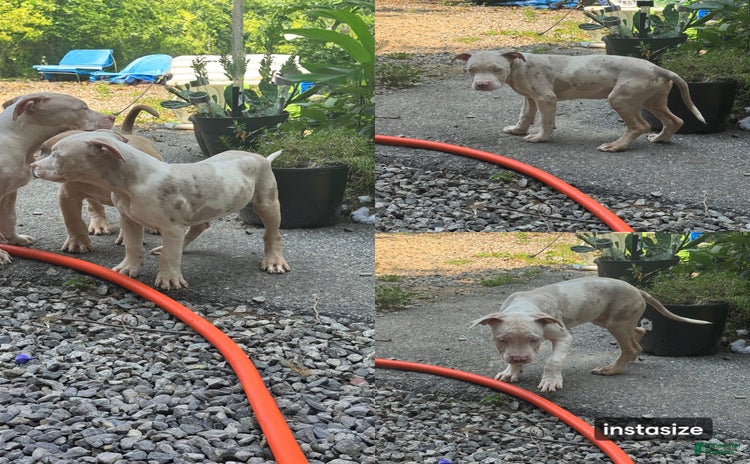 American Bully dogs for sale - Ad 1