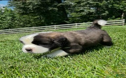 Saint Bernard dogs for sale: Ben - Image 3