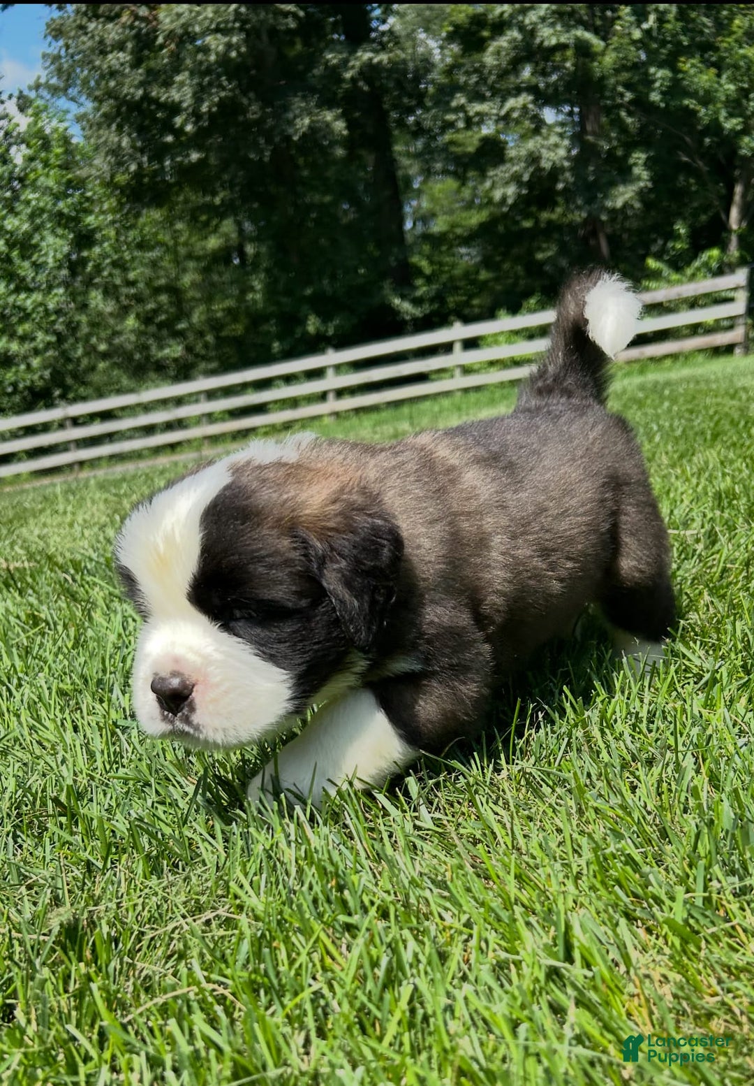 Saint Bernard dogs for sale: Ben - Image 3