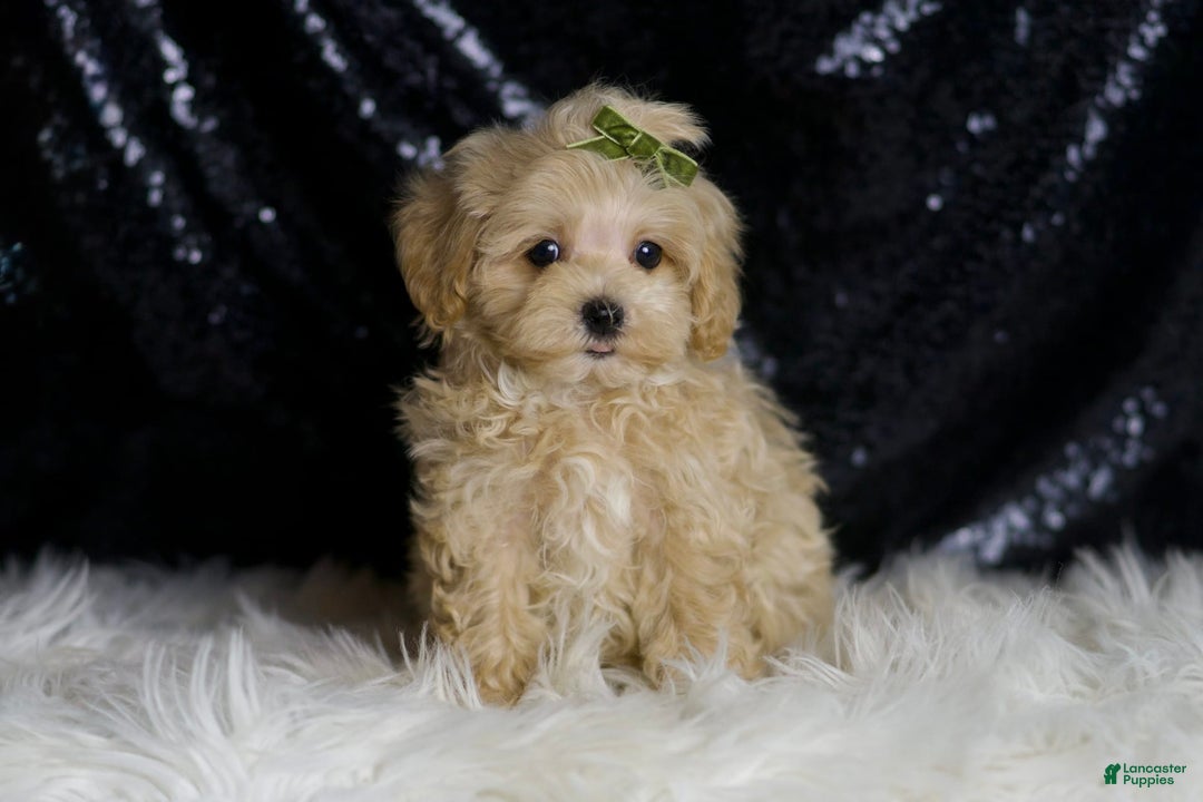 Maltipoo dogs for sale: Donut - Image 4
