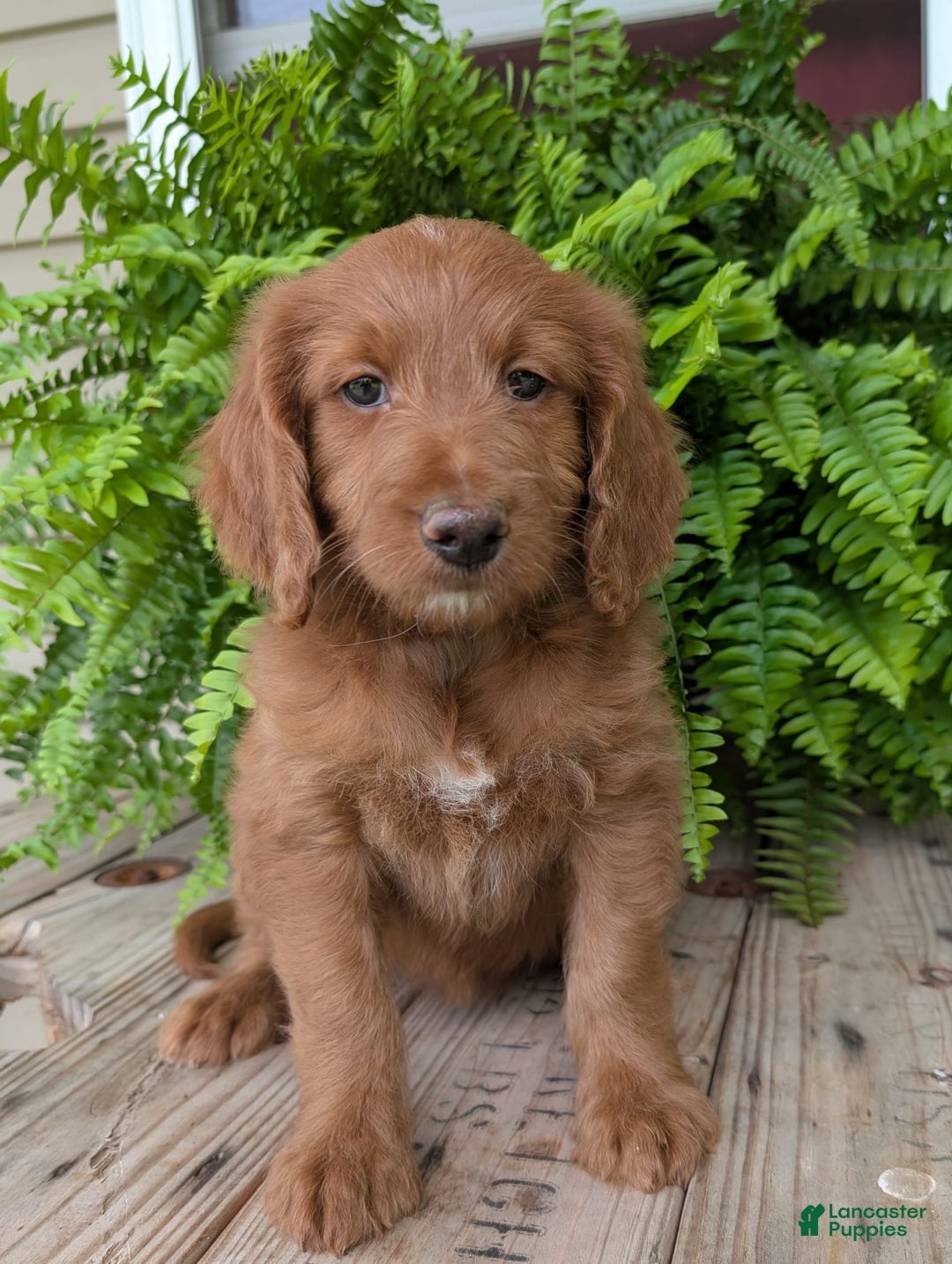 Goldendoodle dogs for sale: Ellie - Image 23