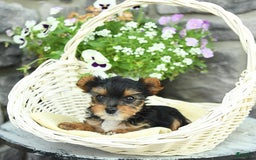 Yorkshire Terrier dogs for sale: Molly - Image 7