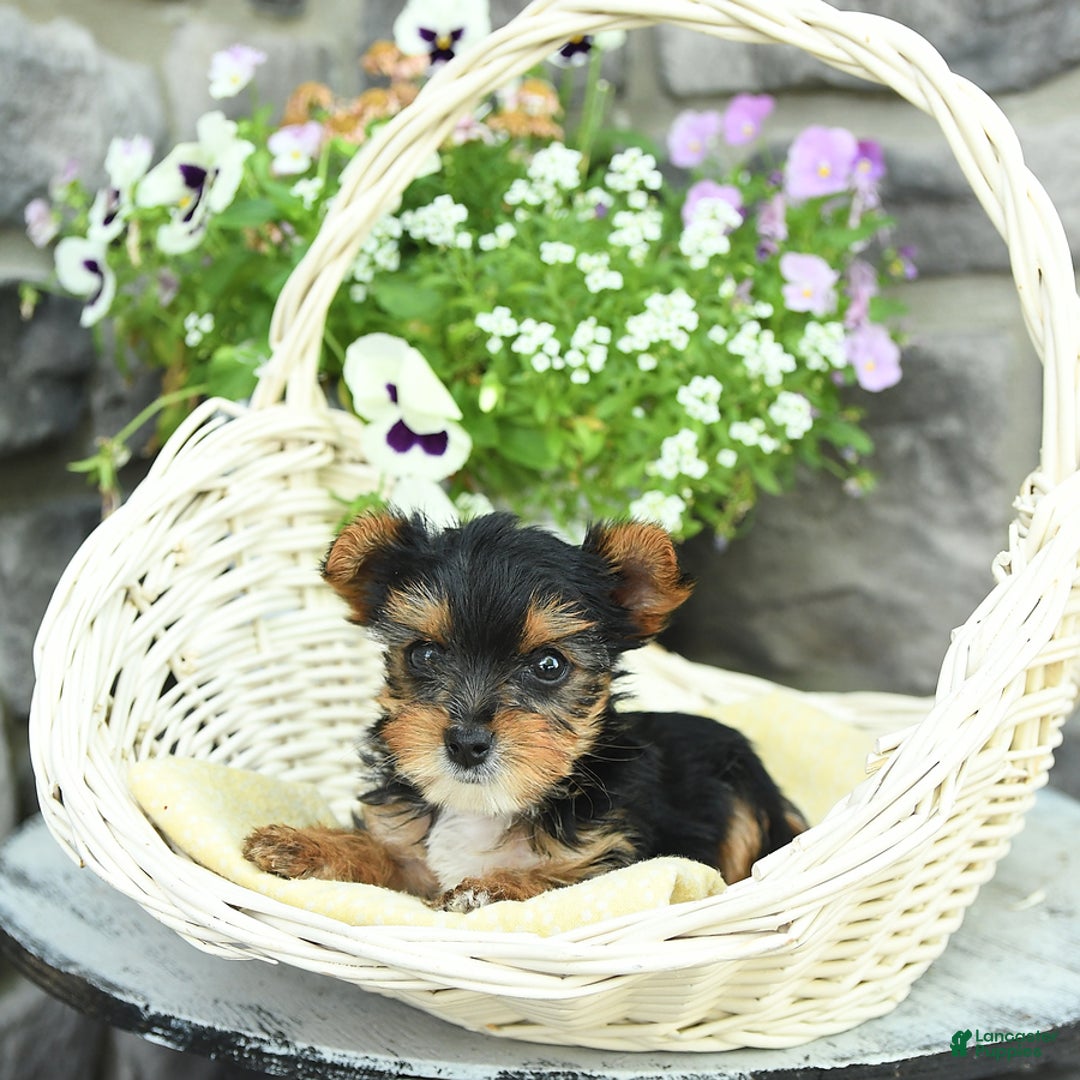 Yorkshire Terrier dogs for sale: Molly - Image 7