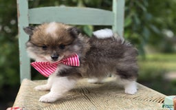 Pomeranian dogs for sale: Kate - Image 2
