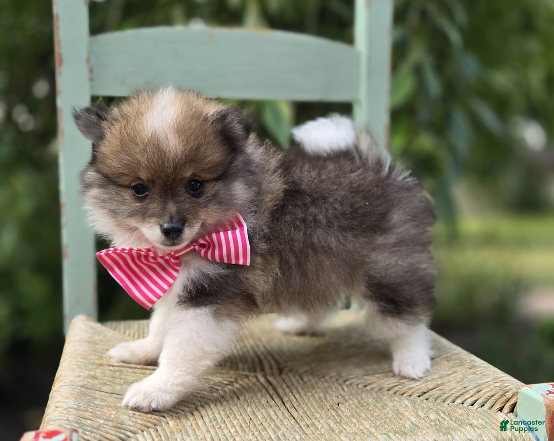 Pomeranian dogs for sale: Kate - Image 2