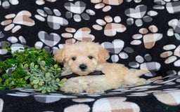Maltipoo dogs for sale: Jules 7 Lbs Full Grown - Image 5