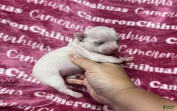 Chihuahua dogs for sale: Sophia Short Coat - Image 6