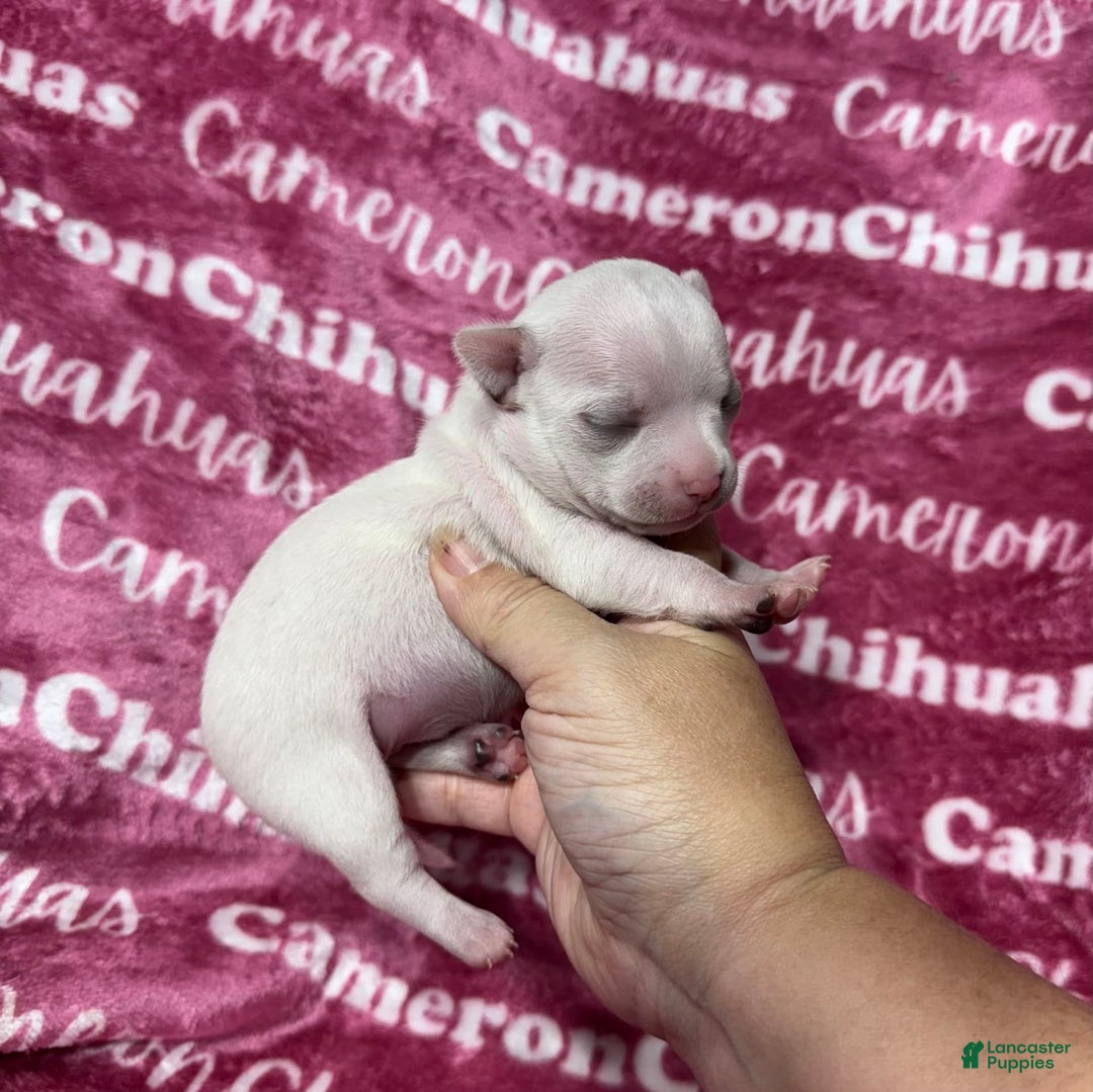 Chihuahua dogs for sale: Sophia Short Coat - Image 6