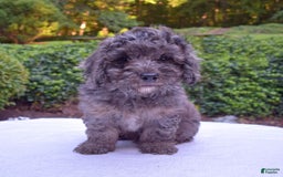 Cavapoo dogs for sale: Murphy - Image 2