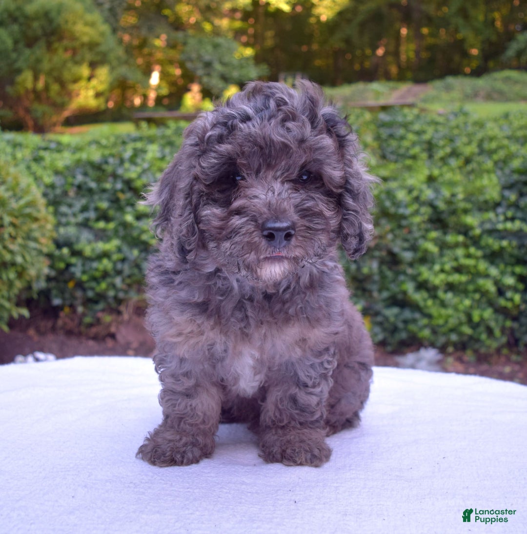 Cavapoo dogs for sale: Murphy - Image 2