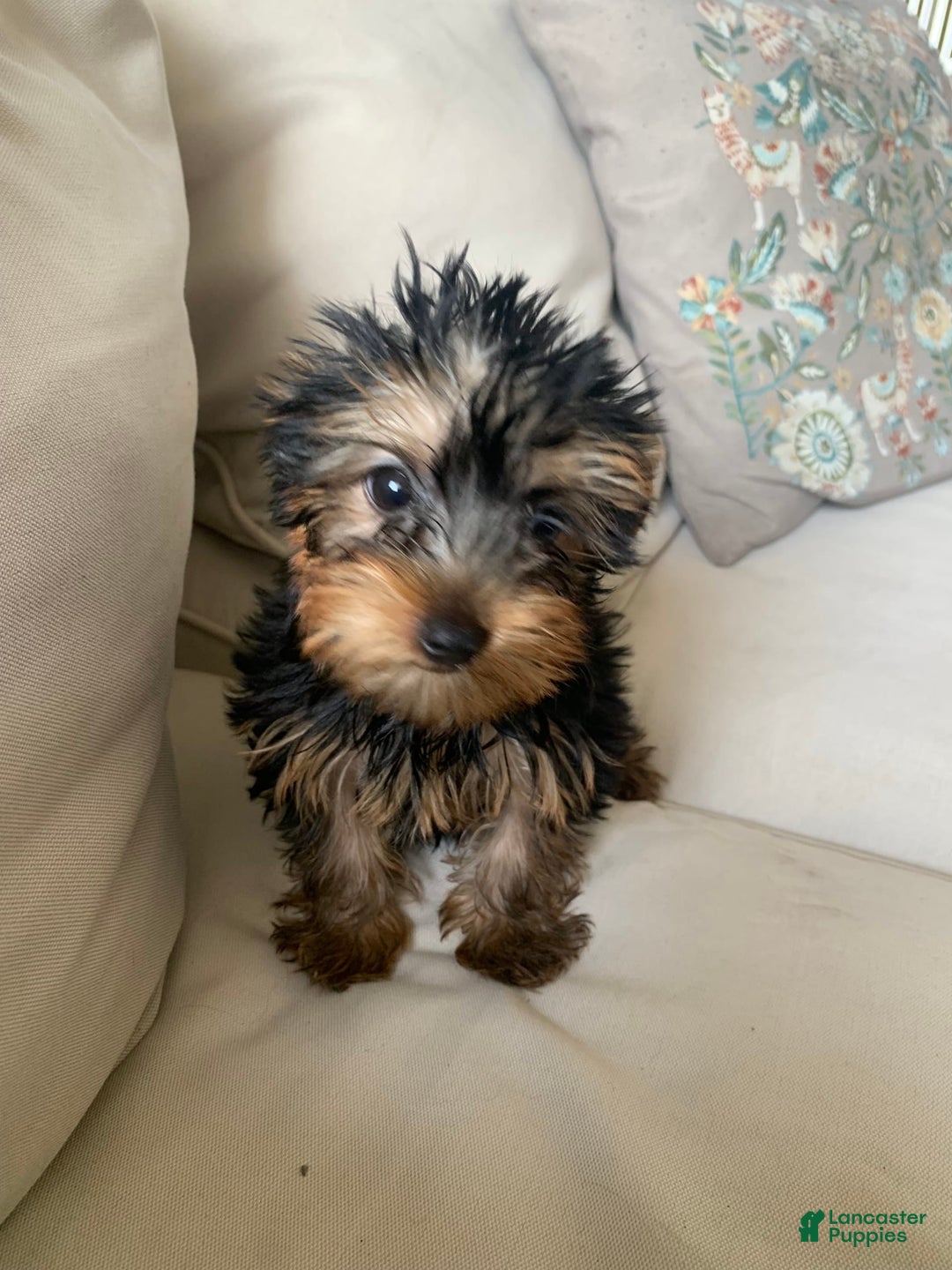 Yorkshire Terrier dogs for sale: Nala - Image 3