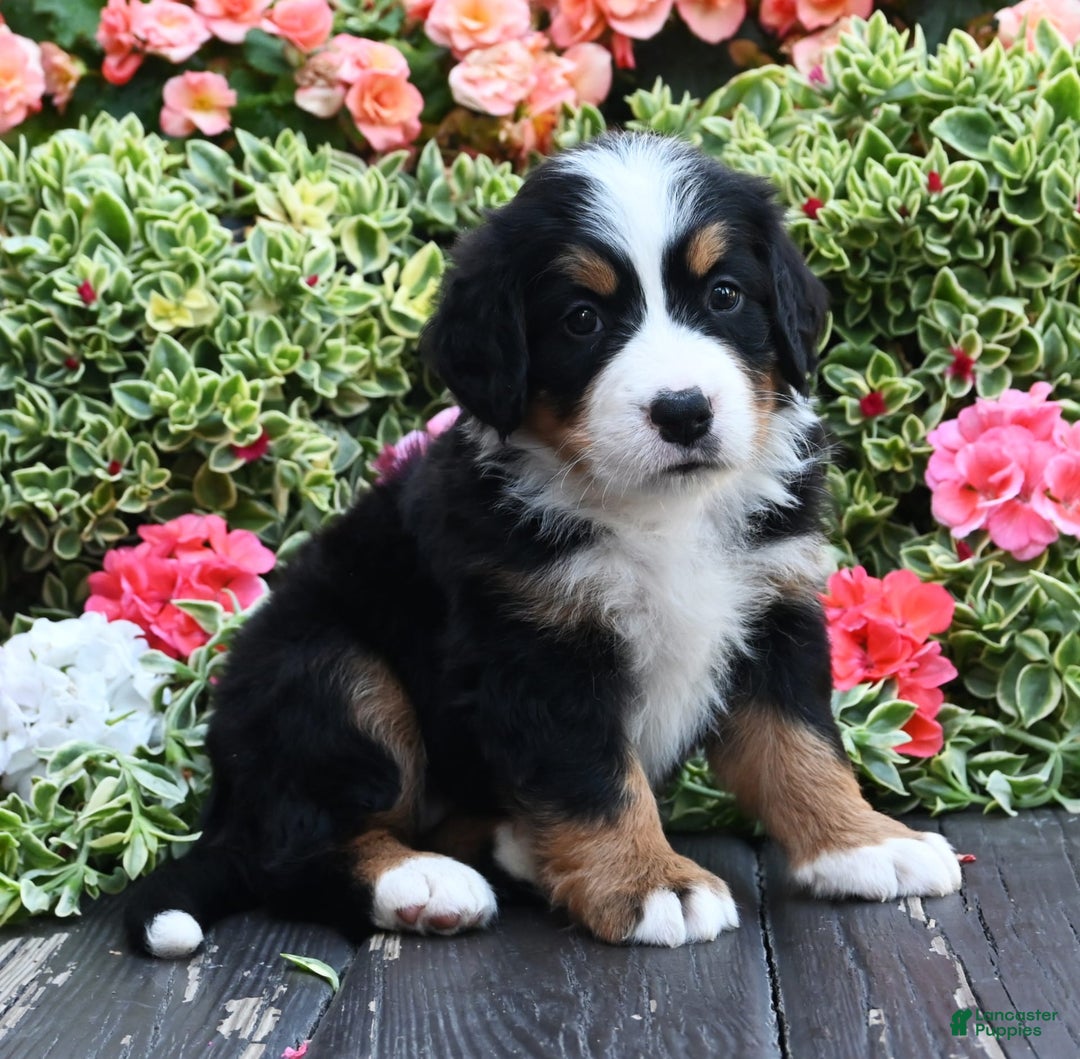 Bernese Mountain Dog dogs for sale: Indy - Image 2