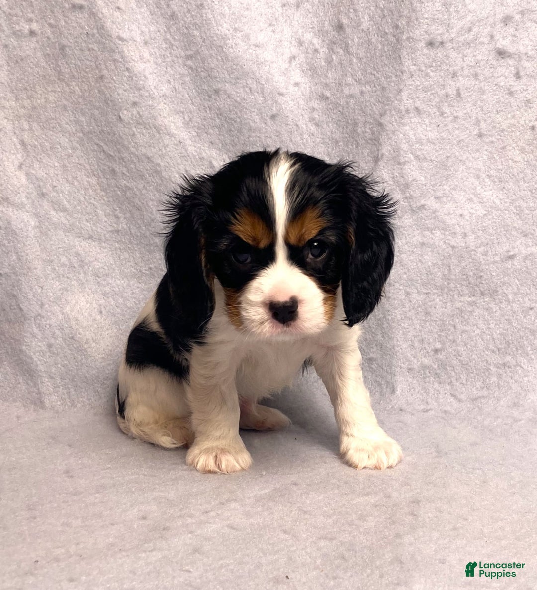 Cavalier King Charles Spaniel dogs for sale: Bear - Image 7