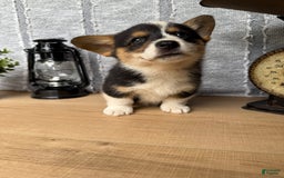 Welsh Corgi Pembroke dogs for sale: Carl - Image 4