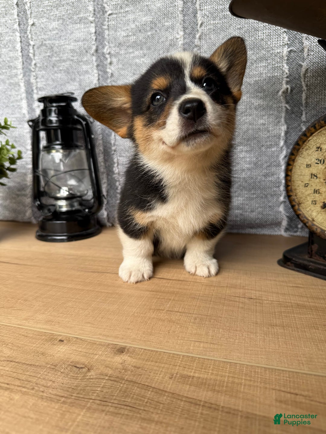 Welsh Corgi Pembroke dogs for sale: Carl - Image 4
