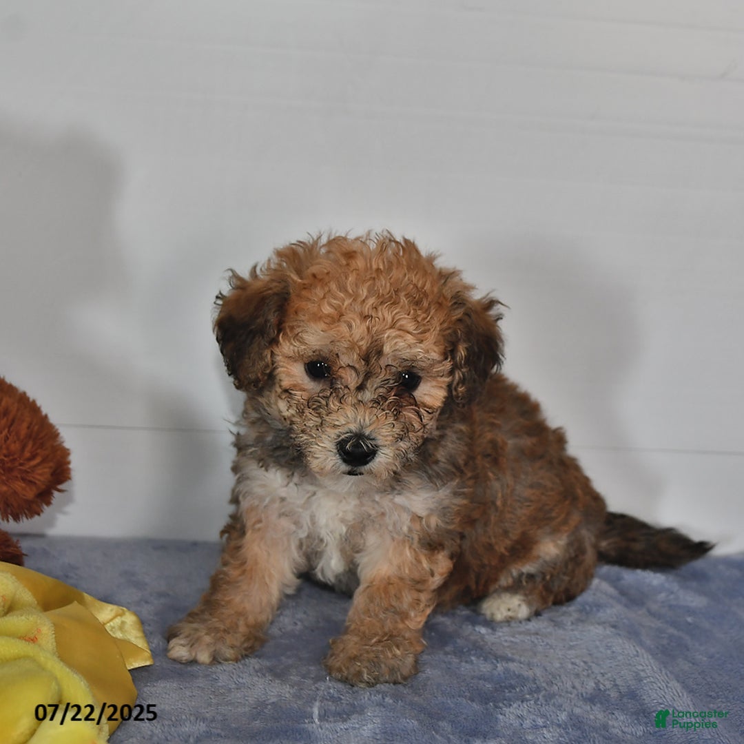 Bichpoo dogs for sale: Buster Brown - Image 1