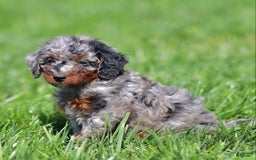 Mini Bernedoodle dogs for sale: Titan - Image 3