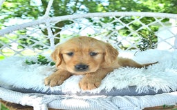 Golden Retriever dogs for sale: Addelyn - Image 1
