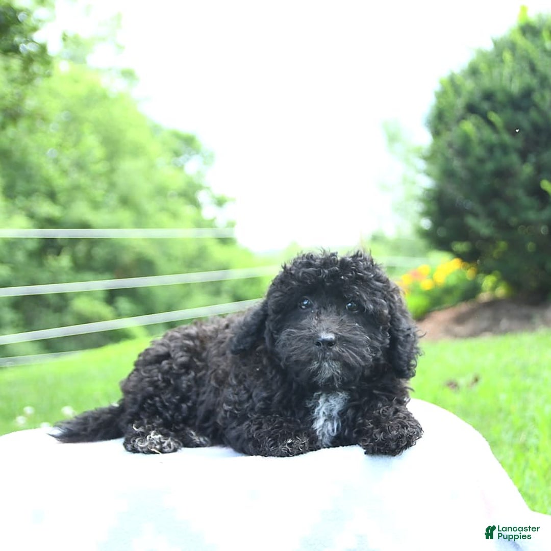 Toy Poodle dogs for sale: Kassia - Image 4