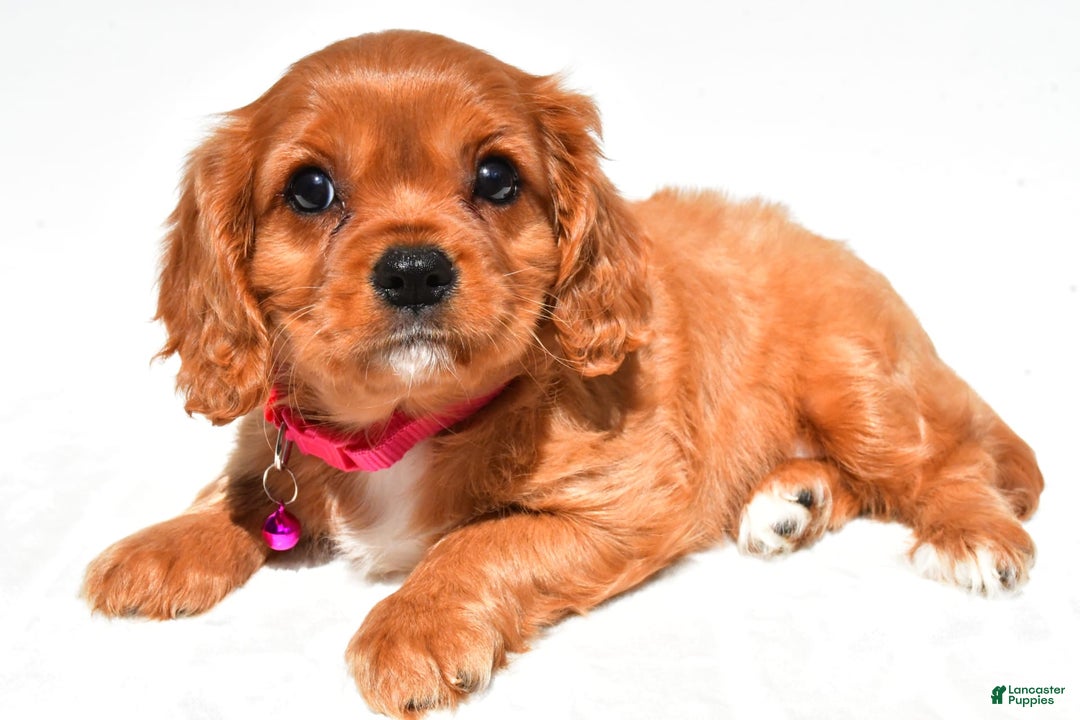 Cavalier King Charles Spaniel dogs for sale: Patty - Image 2