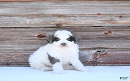 Miniature Poodle dogs for sale: Moe - Image 9