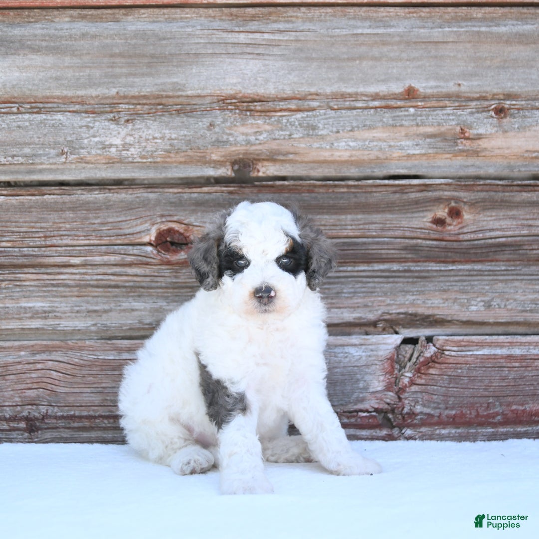 Miniature Poodle dogs for sale: Moe - Image 9
