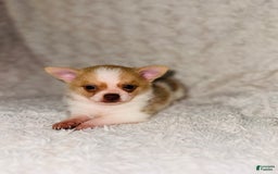 Pomchi dogs for sale: Cherry - Image 1