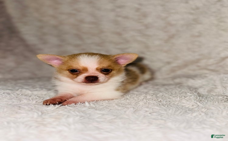 Pomchi dogs for sale - Ad 1